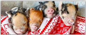 Pigs in blankets festive gift tag by Charlotte Gale