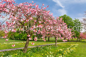 Harrogate Stray Blossom Trees canvas by Charlotte Gale