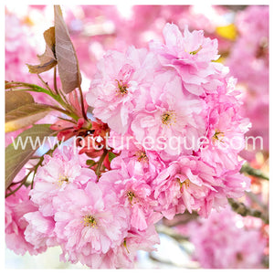 [SALE] ‘Spring Blossom’ Blank Greetings Card