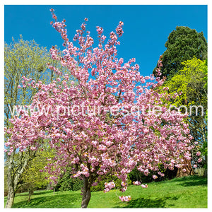 ‘Blossom’ Knaresborough Blank Greetings Card