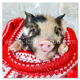 Pigs in Blankets square Christmas cards