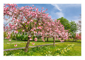 4 Blossom Trees Harrogate Blank Notecards
