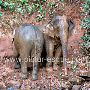 Two elephants wallowing in the mud in the forest by Charlotte Gale Photography