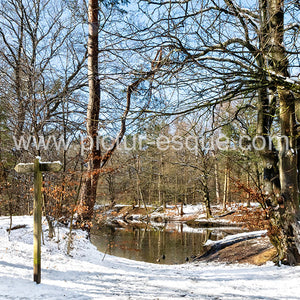 Hookstone Wood in the Snow blank card by Charlotte Gale