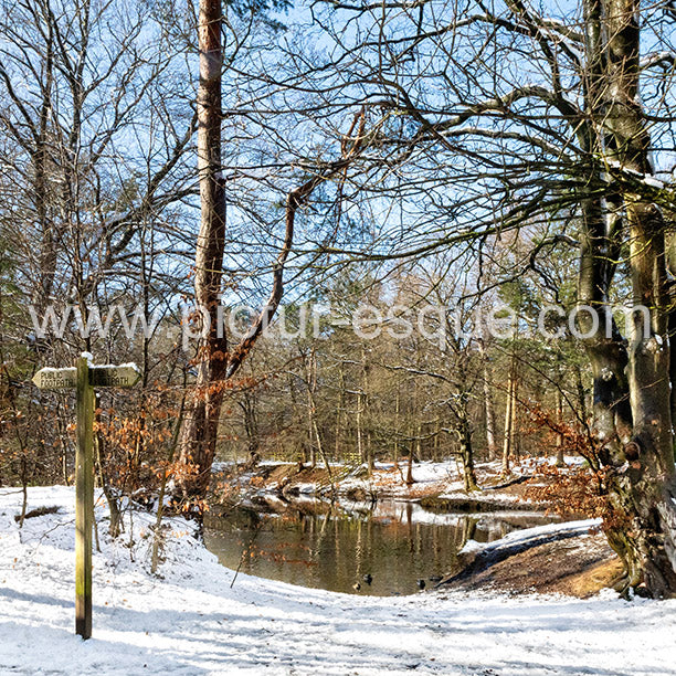 Hookstone Wood in the Snow blank card by Charlotte Gale