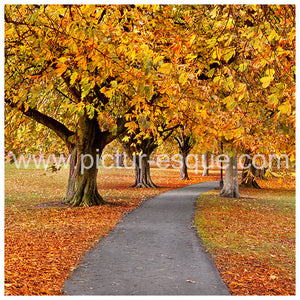 Stray Autumn Leaves Harrogate blank greetings card by Charlotte Gale