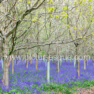 Bluebell Wood Ripley