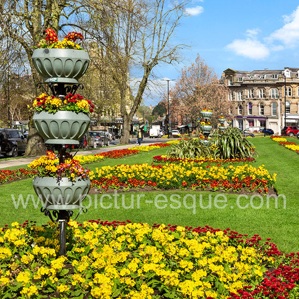 Flowers on West Park in Harrogate blank card