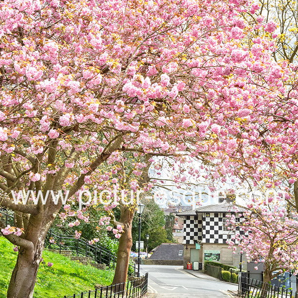 Spring blossom arch Conyngham Hall Knaresborough blank card