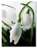 Blank snowdrop flower notecards
