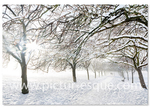 Harrogate Stray Snow Christmas Card by Charlotte Gale