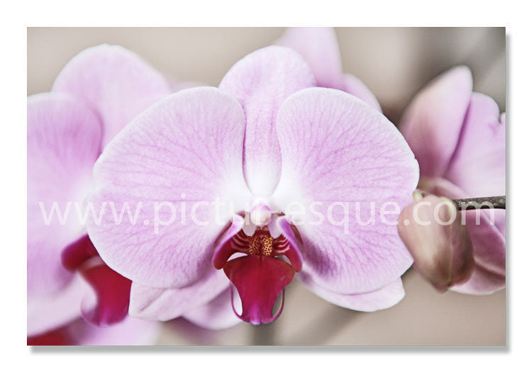 Orchid blank flower notecards