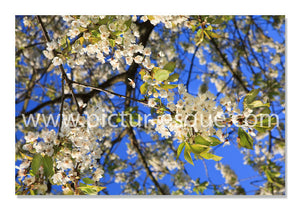 Blank Cherry Blossom Flower Notecards