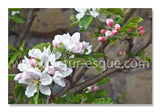 Blank apple blossom notecards