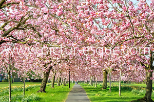 Harrogate Stray Blossom canvas by Charlotte Gale