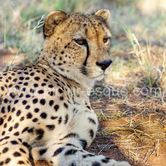 A majestic Cheetah in the beautiful country of South Africa