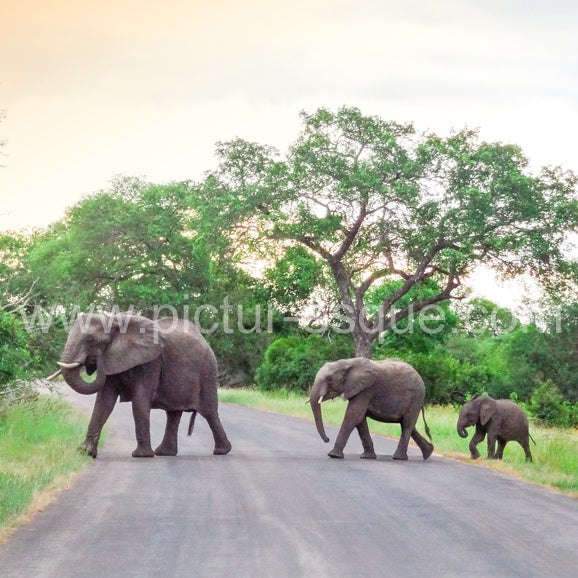 An elephant family crossing the road in the beautiful country of South Africa