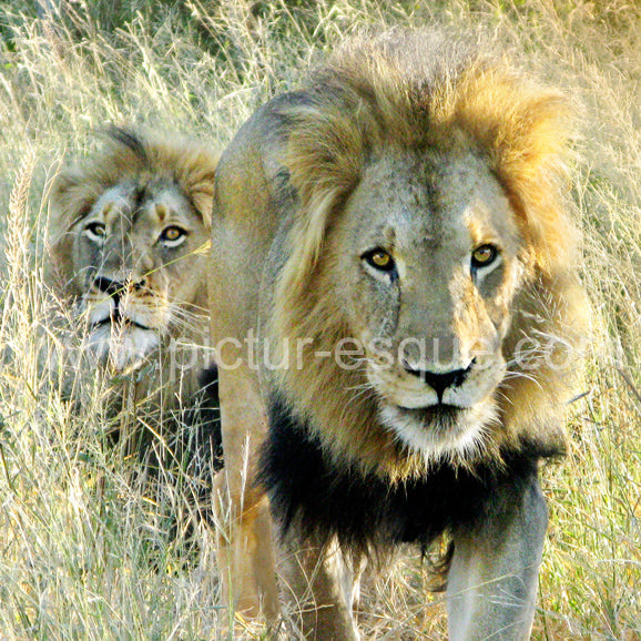 'Lions' Blank Square Greetings Card