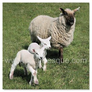 A ewe with her two lambs