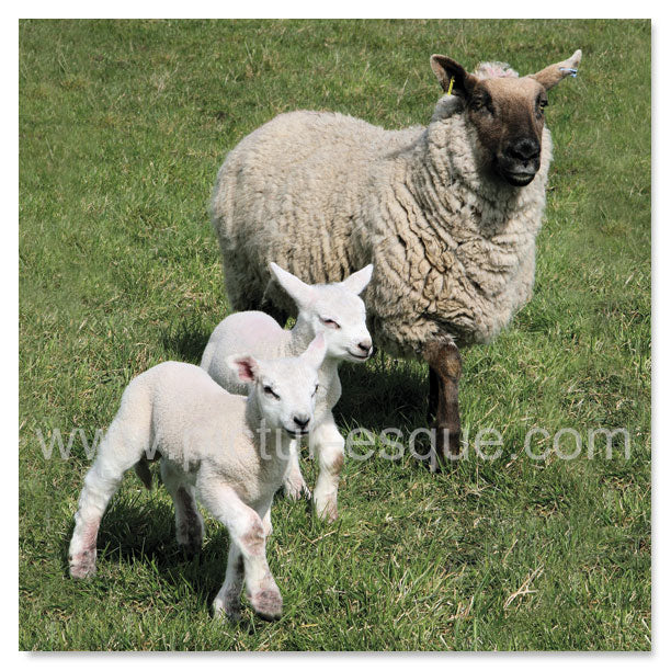 A ewe with her two lambs