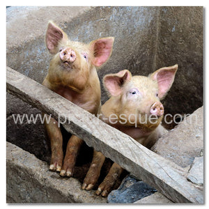 Two inquisitive pigs