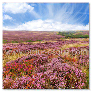 North York Moors Heather Blank Card by Charlotte Gale
