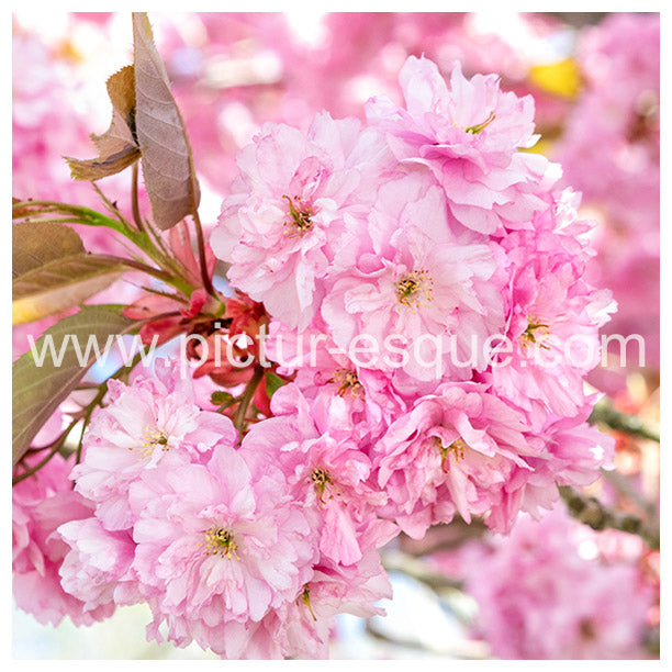 Spring Blossom Blank Greetings Card