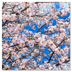 Flowering Cherry Blossom