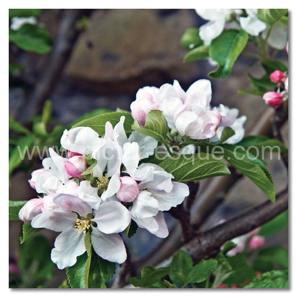 Apple Blossom in full flower