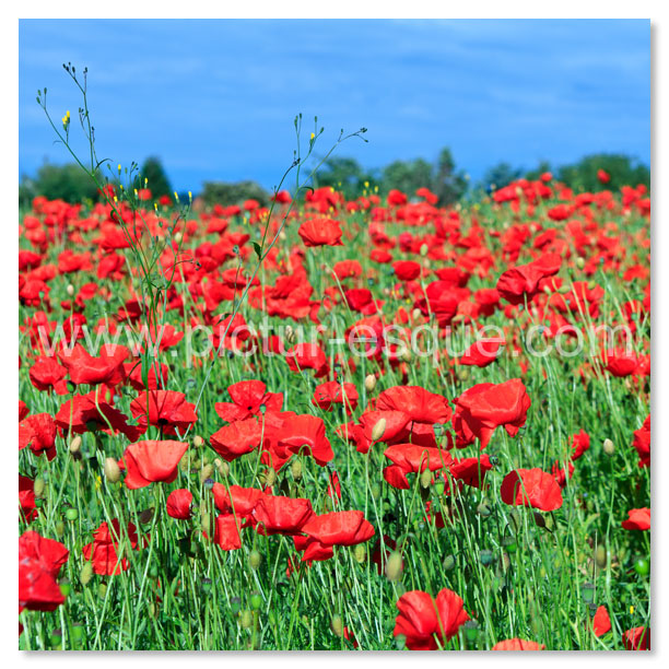A dazzling array of poppies in the countryside