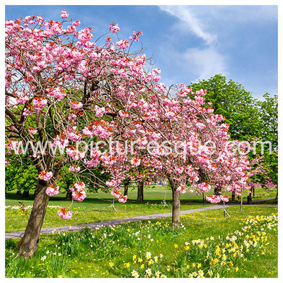 Blossom Trees Harrogate Blank Greetings Card