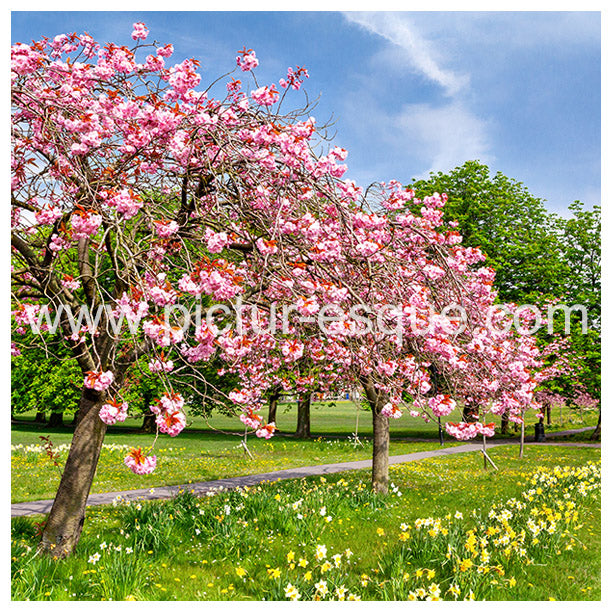 Blossom Trees Harrogate Blank Notecards