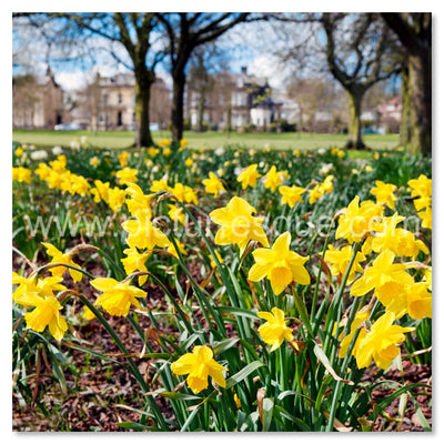 Daffodils on The Stray in Harrogate