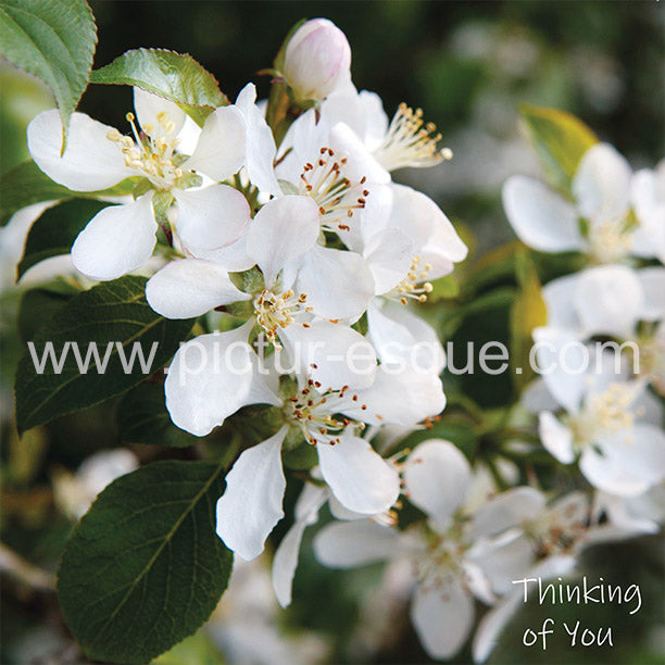 White Blossom Thinking of you sympathy card
