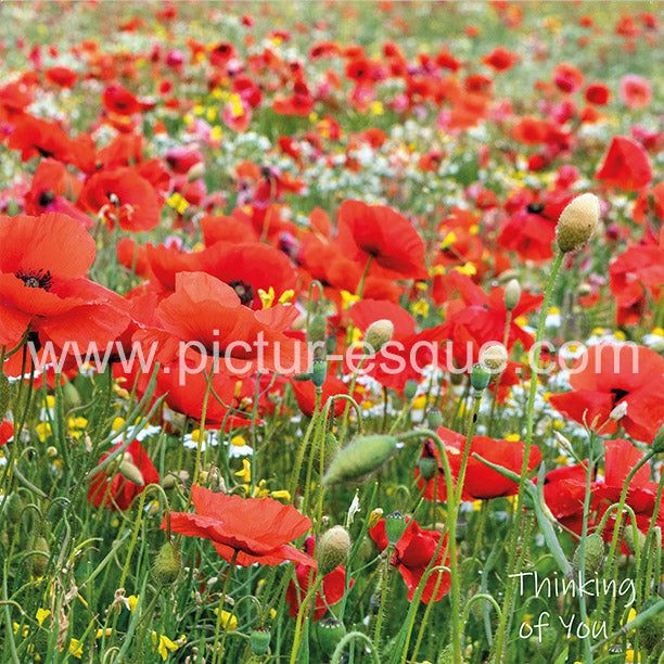 Poppy meadow thinking of you card