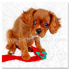 Cavalier King Charles Puppy Christmas card