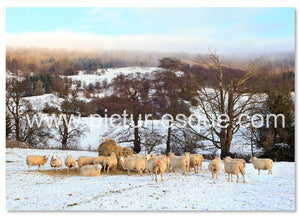 Flock of sheep in the snow Christmas card