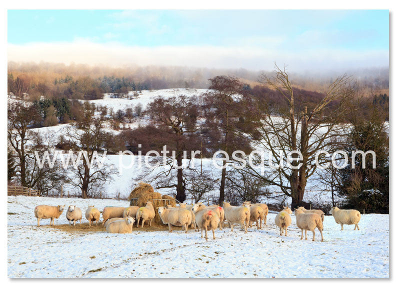 Flock of sheep in the snow Christmas cards