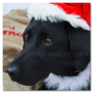 Pepper the Dog Christmas card