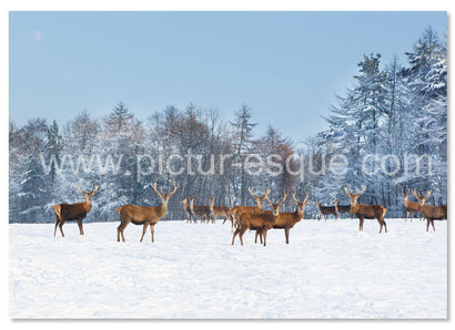 Herd of deer in the snow Christmas card