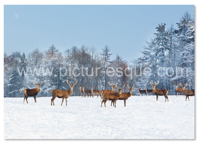 Herd of deer in the snow Christmas cards