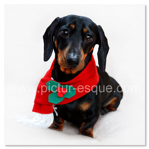 Single Dachshund Dog Christmas Card