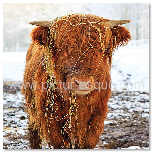 Highland Calf Farming Christmas Card by Charlotte Gale