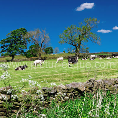 Cows grazing in Nidderdale North Yorkshire