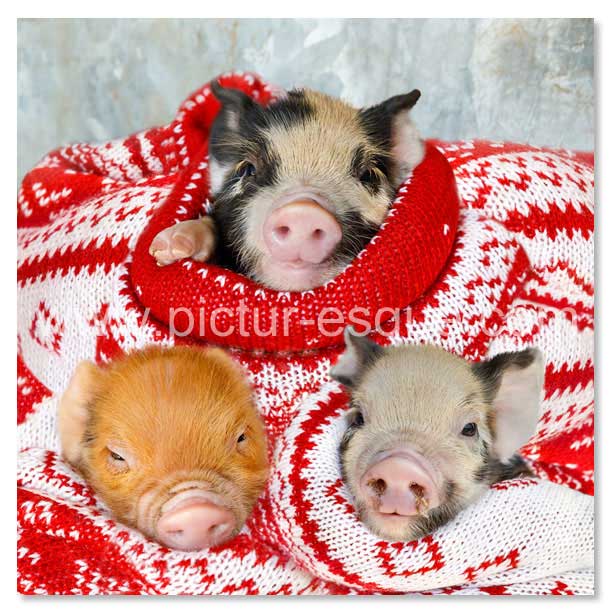 Pigs in Blankets square Christmas cards