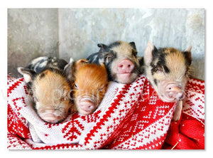 Pigs in Blankets Christmas cards