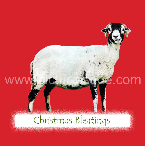 Christmas Bleatings Sheep Christmas Cards