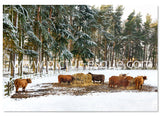 Highland Cattle in the Snow Christmas cards