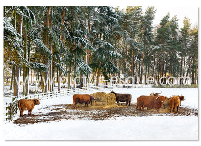 Highland Cattle Cows in the Snow Christmas Cards by Charlotte Gale