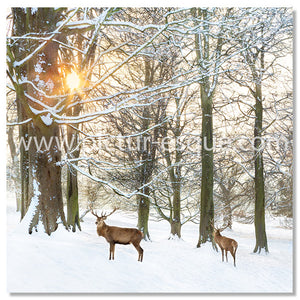 Deer in the snow at sunset Christmas card